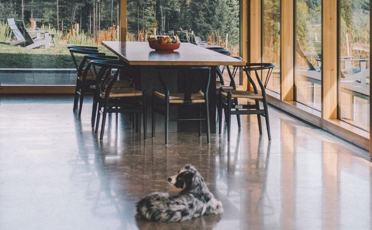 6 Dog-Proof Flooring Options That Will Hold Up to Your Hound